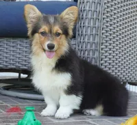 Cherry-AKC Fluffy, a female Pembroke Welsh Corgi for sale in Moravia, IA – 1 of 8