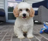 Theo, a male Cavapoo for sale in Moravia, IA – 4 of 9