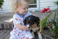 Palmer-Cavacorgi, a female Pembroke Welsh Corgi and Cavalier King Charles Spaniel for sale in Moravia, IA – 2 of 10