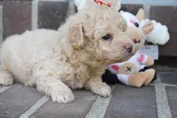 Stef, a female Poodle - Miniature  for sale in Moravia, IA – 4 of 4