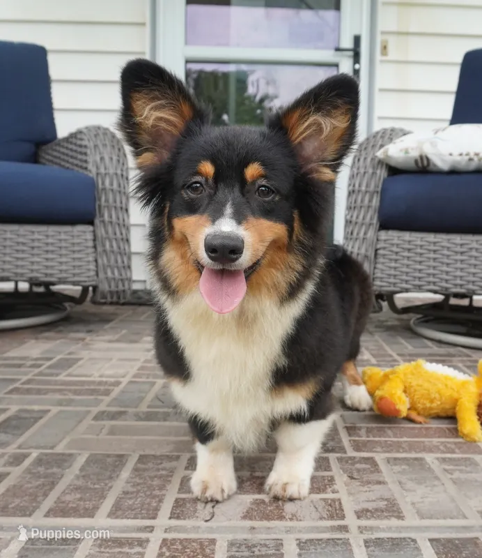 Cyrus-Fluffy AKC – Pembroke Welsh Corgi puppy for sale in Moravia, IA