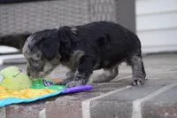 Eddy, a male Poodle - Toy  for sale in Moravia, IA – Photo 2 of 4