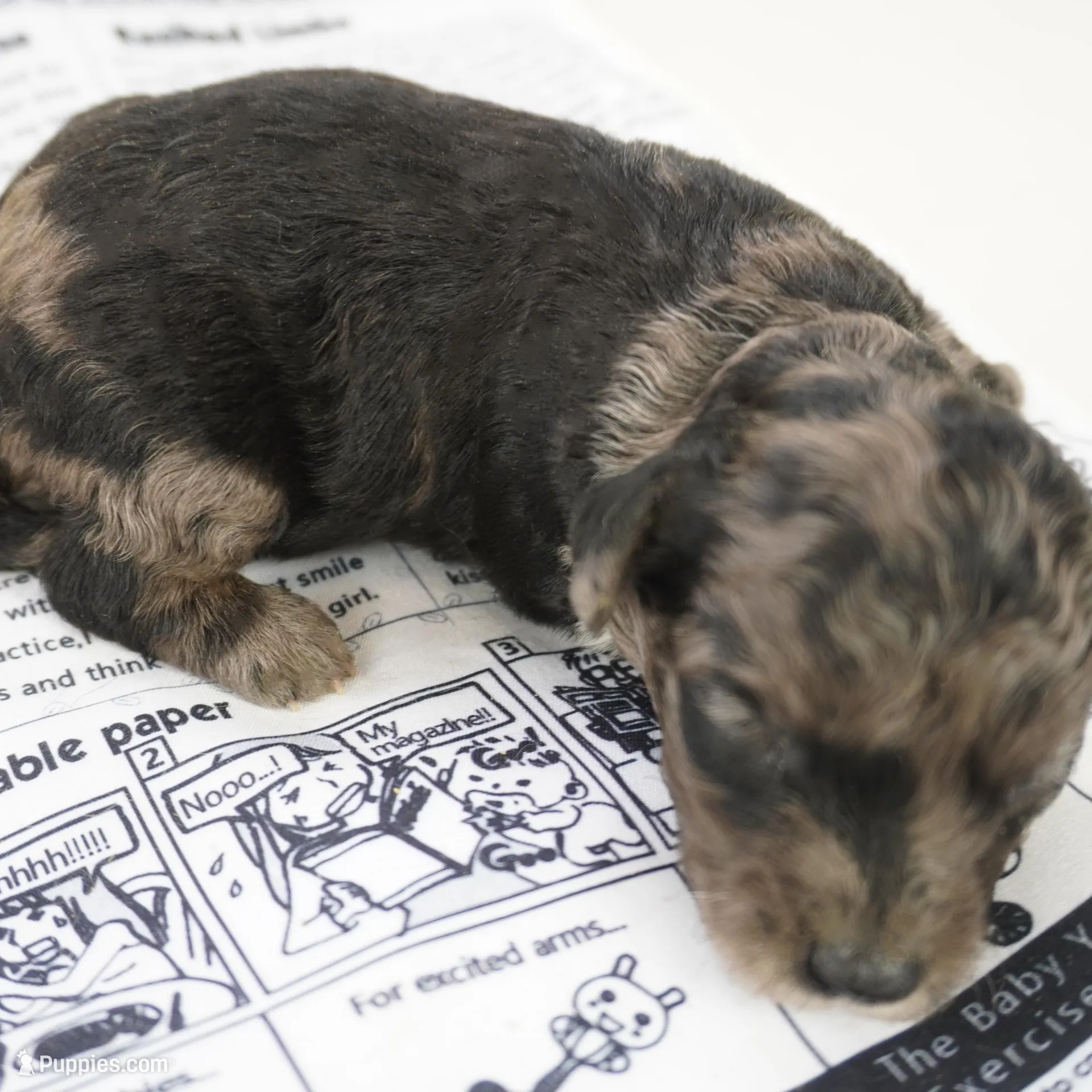 Eddy – Poodle - Toy  puppy for sale in Moravia, IA