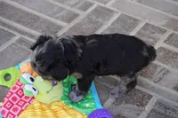 Eddy, a male Poodle - Toy  for sale in Moravia, IA – Photo 3 of 4