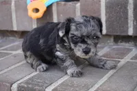 Eddy, a male Poodle - Toy  for sale in Moravia, IA – Photo 1 of 4