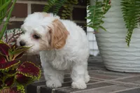 Theo, a male Cavapoo for sale in Moravia, IA – 2 of 5