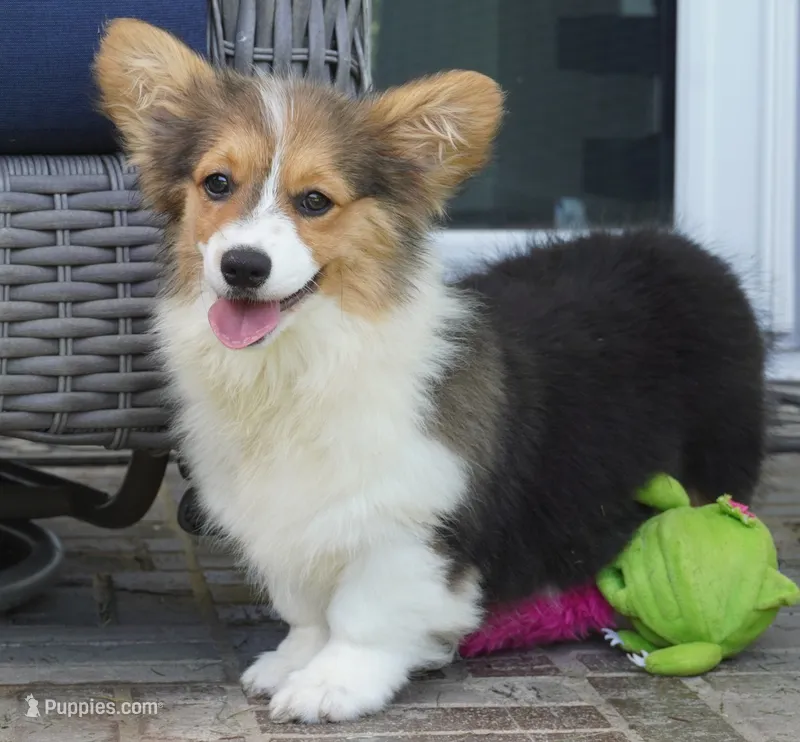 Cymber-Fluffy AKC – Pembroke Welsh Corgi puppy for sale in Moravia, IA