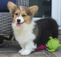 Cymber-Fluffy AKC, a female Pembroke Welsh Corgi for sale in Moravia, IA – 2 of 10