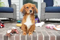 Spencer-Cavacorgi, a male Pembroke Welsh Corgi and Cavalier King Charles Spaniel for sale in Moravia, IA – 3 of 4