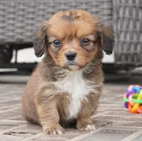 Spencer-Cavacorgi, a male Pembroke Welsh Corgi and Cavalier King Charles Spaniel for sale in Moravia, IA – 1 of 4