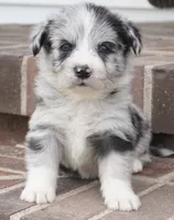 Cici-Corgipoo, a female Pembroke Welsh Corgi and Poodle - Toy  for sale in Moravia, IA – 2 of 4