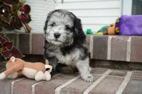 Pine-Mini F1b, a female Sheepadoodle for sale in Moravia, IA – 7 of 10