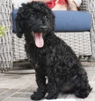 Emmit, a male Poodle - Miniature  for sale in Moravia, IA – 2 of 4