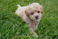 Marccen, a male Poodle - Toy  for sale in Moravia, IA – 3 of 5