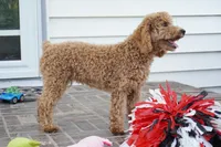 Eli, a male Poodle - Toy  for sale in Moravia, IA – 4 of 8