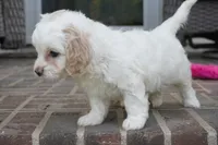 Trinity, a female Cavapoo for sale in Moravia, IA – 2 of 4