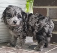Trixie, a female Cavapoo for sale in Moravia, IA – 3 of 4