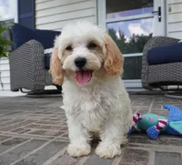 Theo, a male Cavapoo for sale in Moravia, IA – 3 of 9
