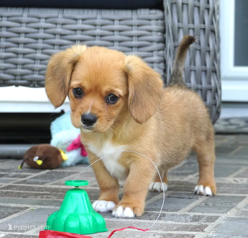 Sawyer-Cavacorgi – Pembroke Welsh Corgi, Cavalier King Charles Spaniel puppy for sale in Moravia, IA