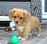 Sawyer-Cavacorgi, a female Pembroke Welsh Corgi and Cavalier King Charles Spaniel for sale in Moravia, IA – 1 of 8