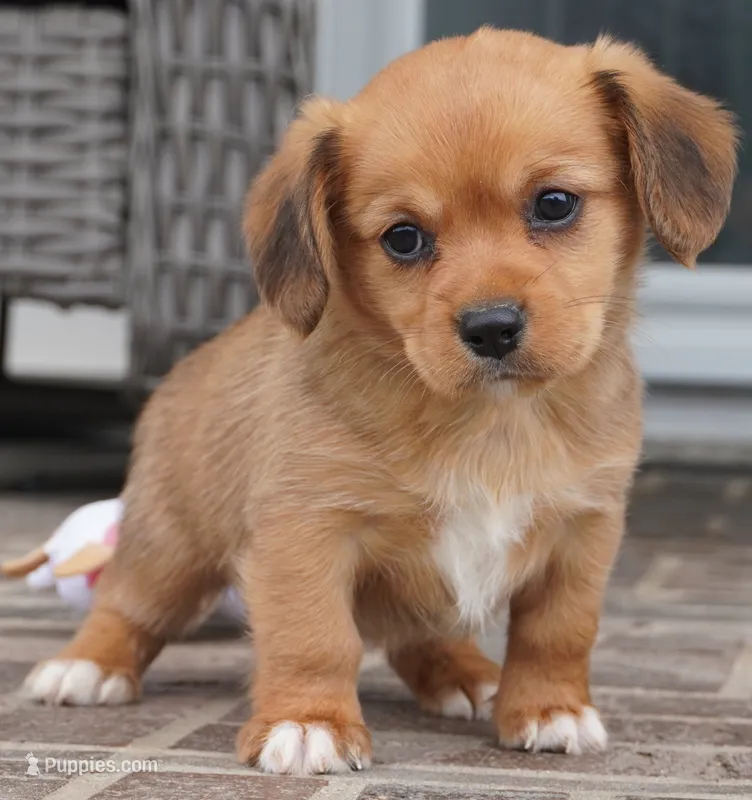 Sonya-Cavacorgi – Pembroke Welsh Corgi, Cavalier King Charles Spaniel puppy for sale in Moravia, IA