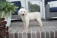 Rhett-retiring 12 lbs, a female Poodle - Miniature  for sale in Moravia, IA – 2 of 2