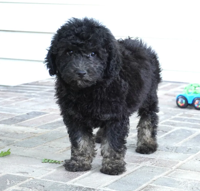 Slade – Poodle - Miniature  puppy for sale in Moravia, IA