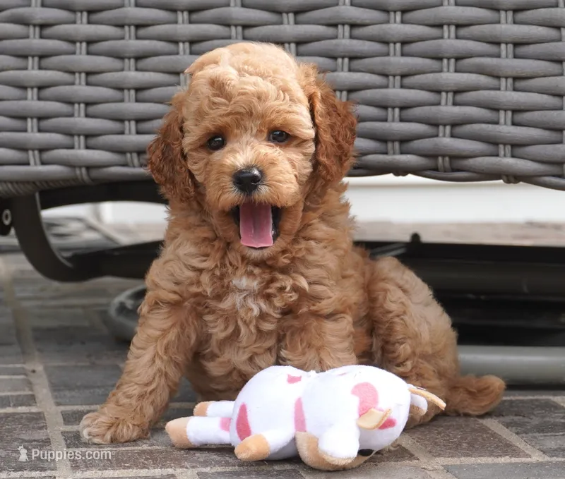 Magnolia – Poodle - Toy  puppy for sale in Moravia, IA
