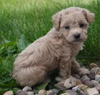 Ryker, a male Poodle - Toy  for sale in Moravia, IA – 2 of 4