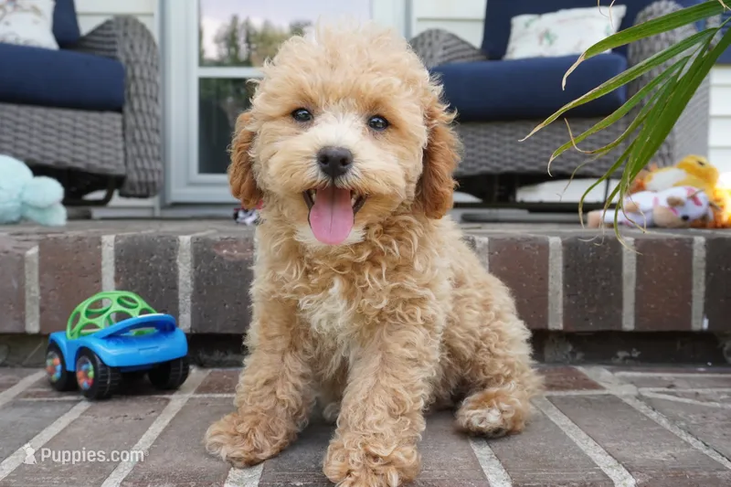 Mason – Poodle - Toy  puppy for sale in Moravia, IA