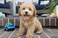 Mason, a male Poodle - Toy  for sale in Moravia, IA – 1 of 9