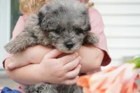 Peanut-Mini F1b, a female Sheepadoodle for sale in Moravia, IA – 3 of 4