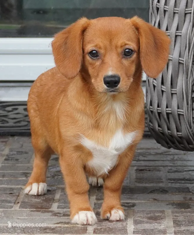 Sawyer-Cavacorgi – Pembroke Welsh Corgi, Cavalier King Charles Spaniel puppy for sale in Moravia, IA