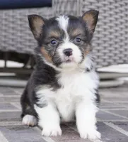Garry-AKC, a male Pembroke Welsh Corgi for sale in Moravia, IA – Photo 4 of 8