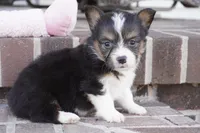 Garry-AKC, a male Pembroke Welsh Corgi for sale in Moravia, IA – Photo 3 of 8