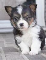 Garry-AKC, a male Pembroke Welsh Corgi for sale in Moravia, IA – Photo 2 of 8
