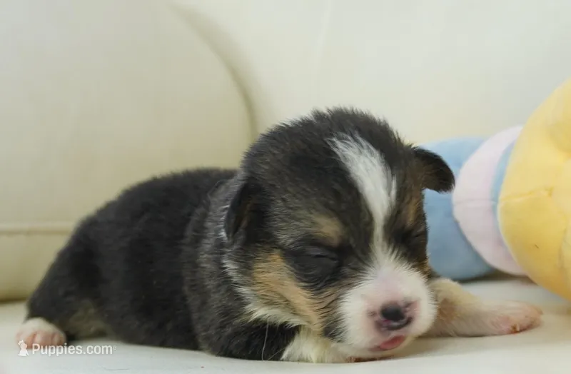 Garry-AKC – Pembroke Welsh Corgi puppy for sale in Moravia, IA