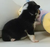 Garry-AKC, a male Pembroke Welsh Corgi for sale in Moravia, IA – Photo 3 of 4