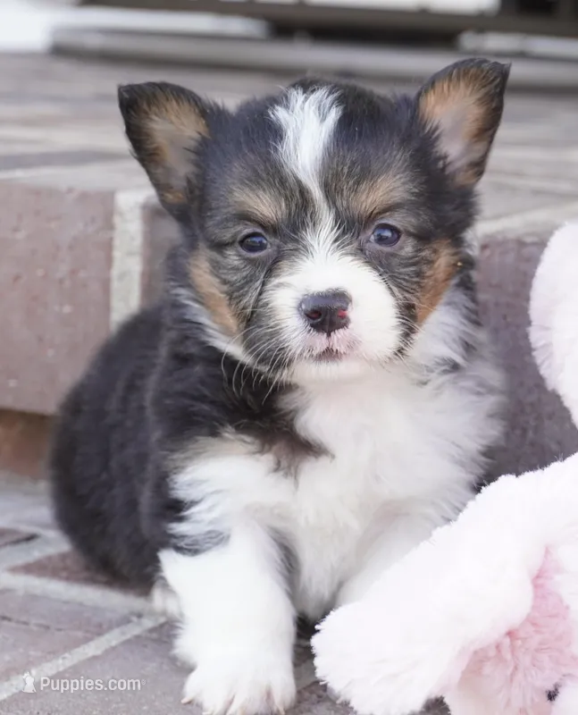 Garry-AKC – Pembroke Welsh Corgi puppy for sale in Moravia, IA