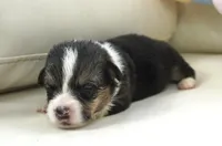 Garry-AKC, a male Pembroke Welsh Corgi for sale in Moravia, IA – Photo 2 of 4