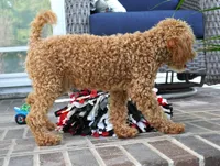 Mason, a male Poodle - Toy  for sale in Moravia, IA – 3 of 10