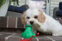 Theo, a male Cavapoo for sale in Moravia, IA – 4 of 5