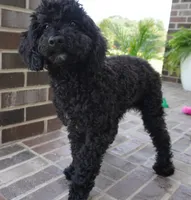 Emmit, a male Poodle - Miniature  for sale in Moravia, IA – 3 of 8