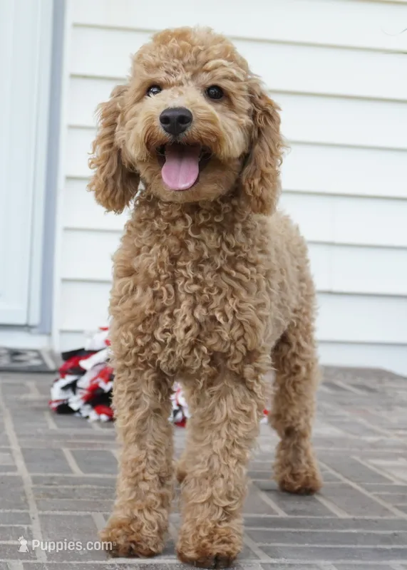 Eli – Poodle - Toy  puppy for sale in Moravia, IA