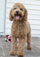 Eli, a male Poodle - Toy  for sale in Moravia, IA – 1 of 8
