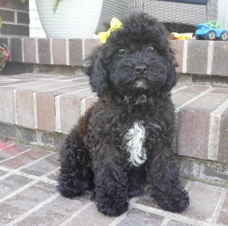 Talia – Cavapoo puppy for sale in Moravia, IA