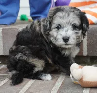 Pine-Mini F1b, a female Sheepadoodle for sale in Moravia, IA – 3 of 10