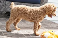 Eli, a male Poodle - Toy  for sale in Moravia, IA – 2 of 4
