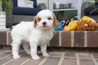 Talli, a female Cavapoo for sale in Moravia, IA – 4 of 5