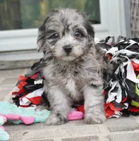 Trixie, a female Cavapoo for sale in Moravia, IA – 4 of 4